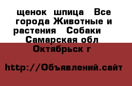 щенок  шпица - Все города Животные и растения » Собаки   . Самарская обл.,Октябрьск г.